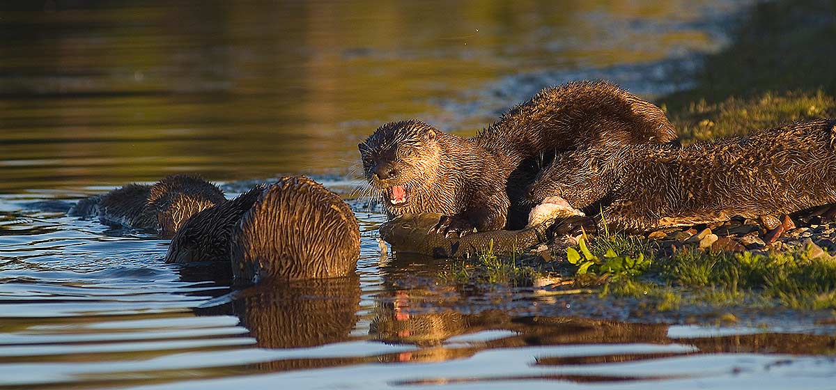 Wildlife on Map - Snake River Float Trips - Grand Teton National Park