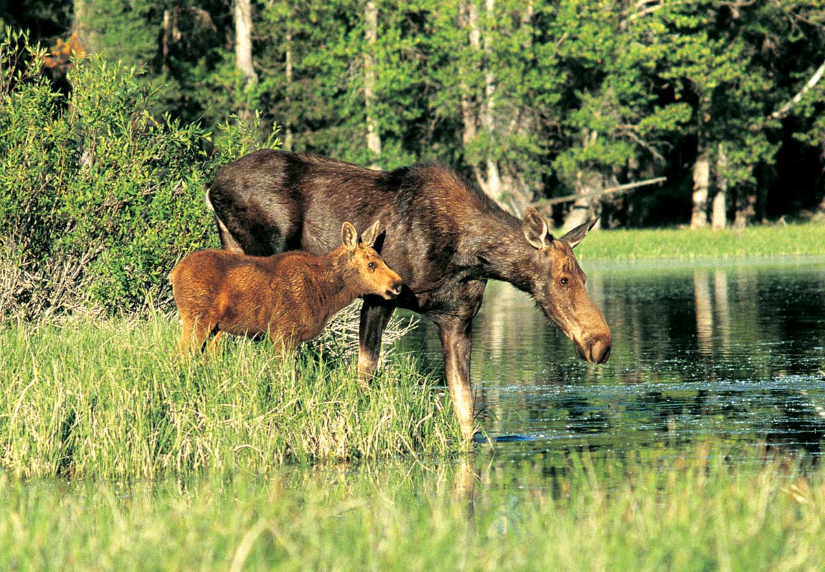 Wildlife - Moose - Snake River Float Trips - Grand Teton National Park